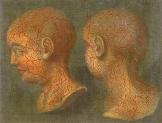 Powierzchowne naczynia krwionośne głowy i szyi, z „Anatomie de la Tete”, 1748 (mezzotinta)